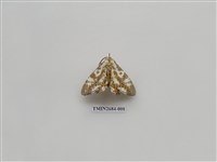 藏品(尺蛾229)的圖片